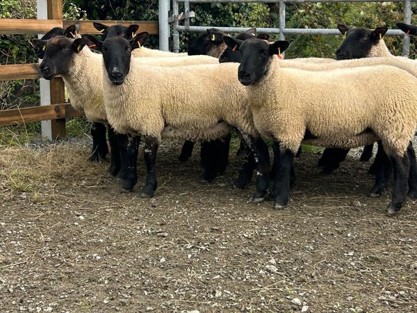 no-image