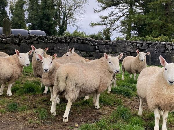 Pb north country cheviot rams - Main image