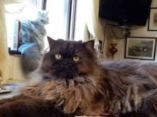 Beautiful Persian x MALE - Main image