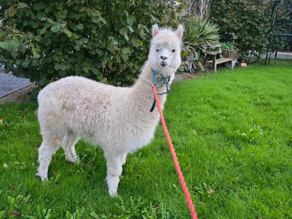 Alpaca - Main image