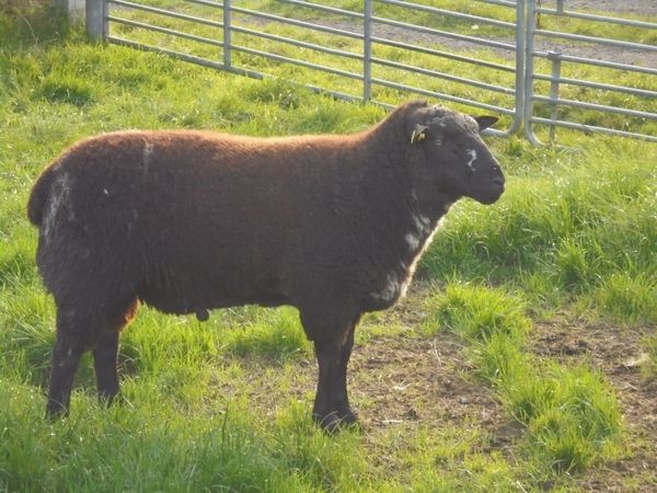 Dutch Spotted Hoggett Rams - Main image