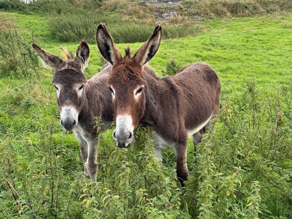 Donkeys - Main image