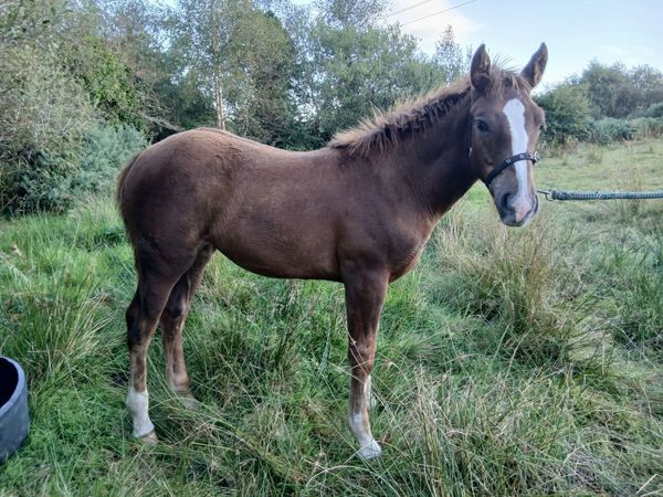 Irish draught filly foal - Main image