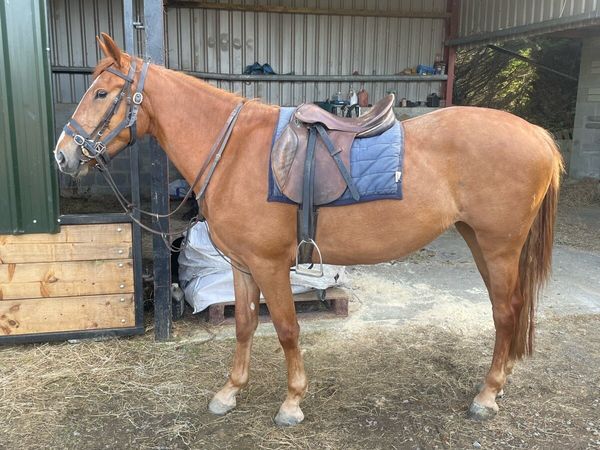 3 yr old draught - Main image