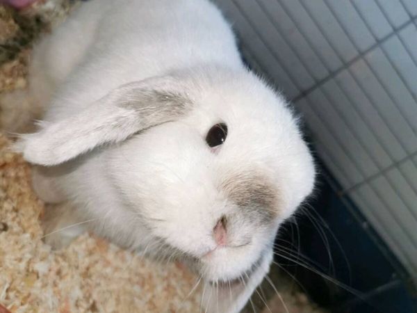 Bunny with cage - Main image