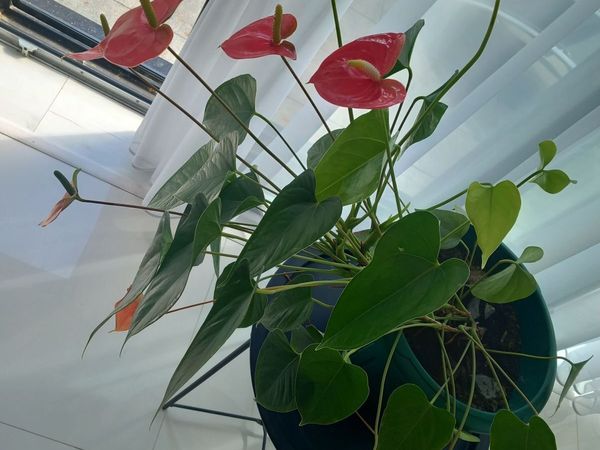 no-image