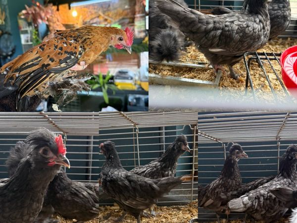 Pullets & cockerels - Main image