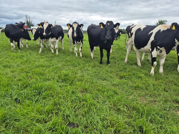 Incalf Heifers - Main image