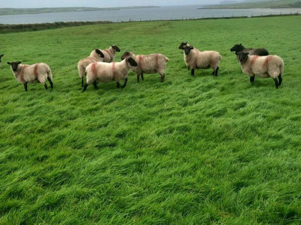 Hoggets - Main image