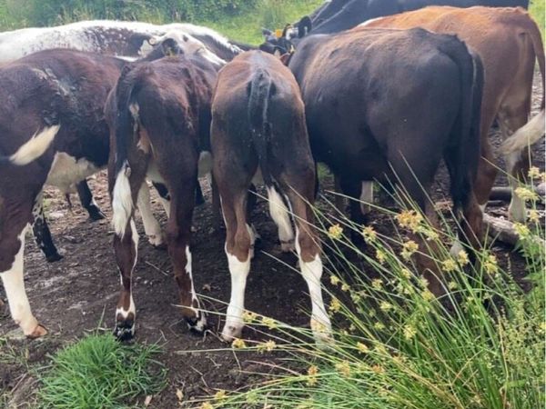 Cattle housing wanted - Main image