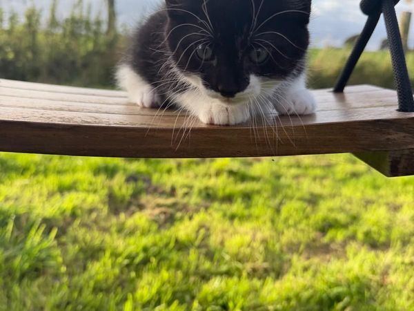 Cats - Main image