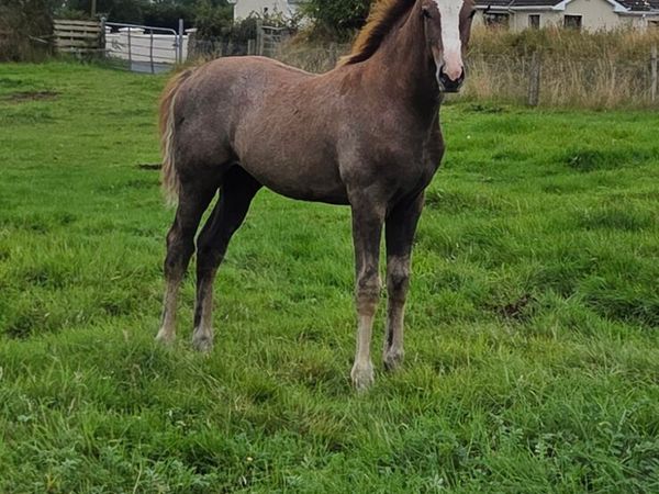der senaat 111 Colt foal - Main image
