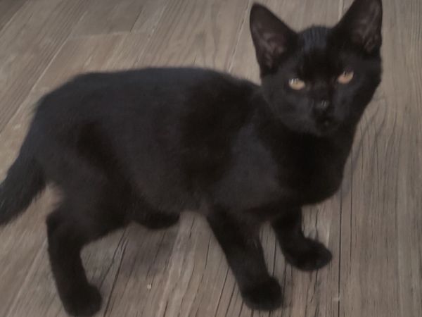 Kittens 12 Weeks old - Main image