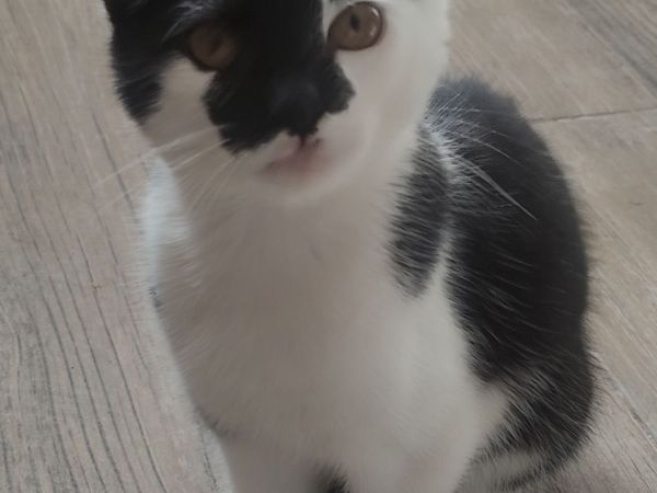 Kittens 12 Weeks old - Main image