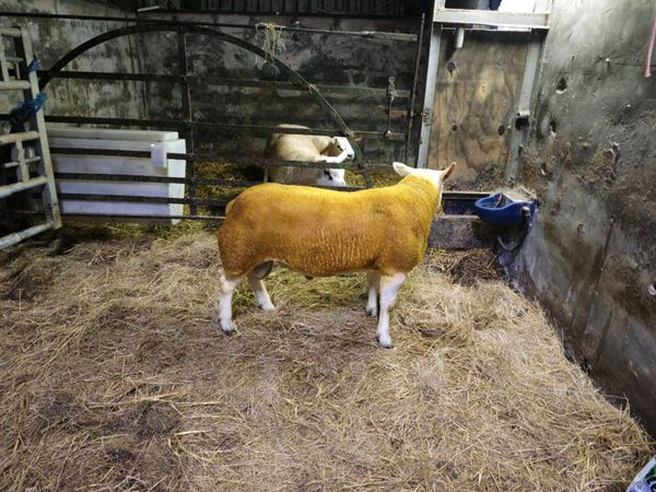 Texel Rams Athenry Mart 25th September - Main image