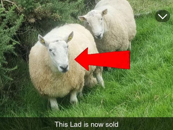 🔥 3 Age Rams (2x Cheviot + 1 Mountain Blackface - Main image