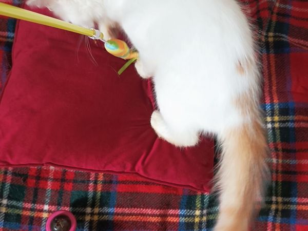 kittens - Main image