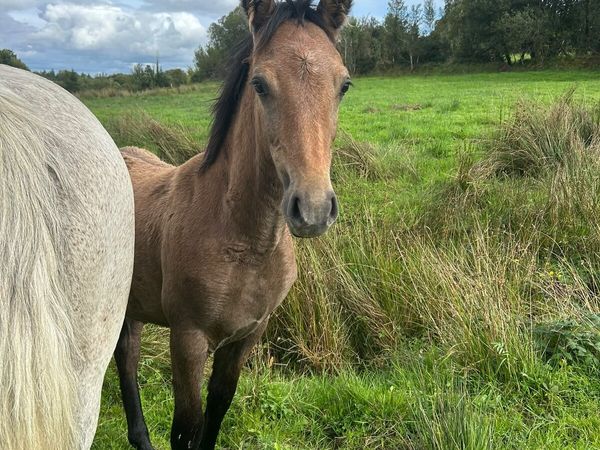 Class 1 Connemara Broodmare with 6 month filly - Main image