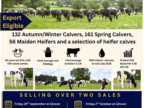 Dairy Cows- Bellair Estate Herd Dispersal - Main image