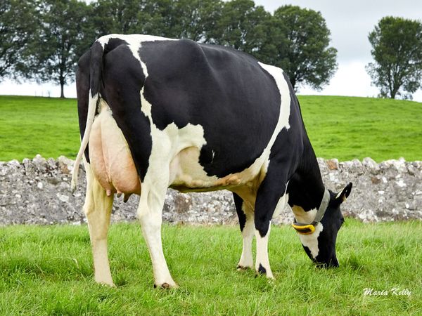 Dairy Cows- Bellair Estate Herd Dispersal - Main image