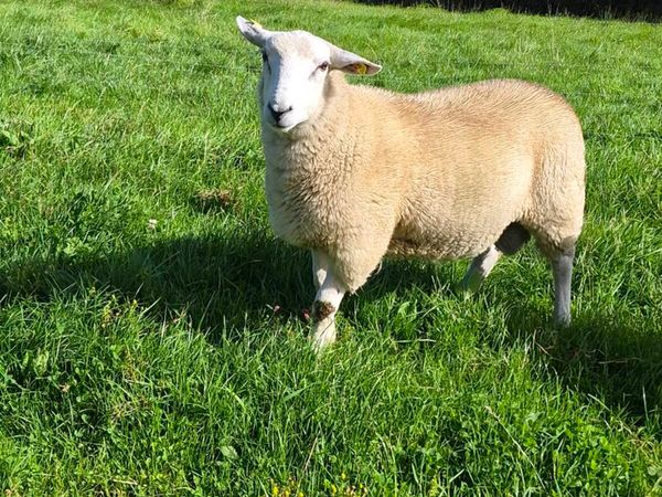 Lleyn ram lambs pbnr - Main image