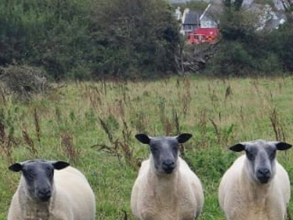 Bleu Du Maine Hogget rams - Main image