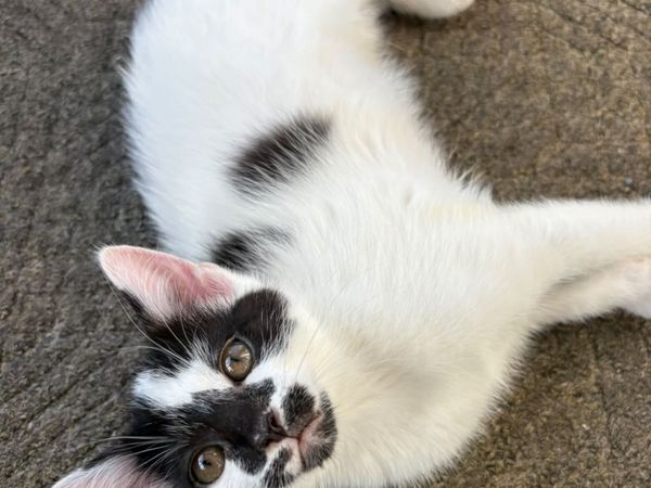 Kittens free to good home - Main image