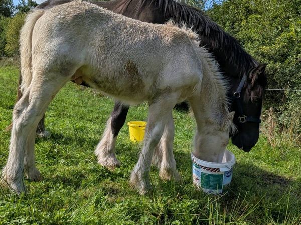 Colt foal - Main image