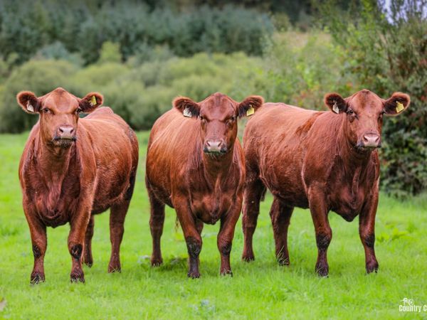 Sale of PBR Angus heifers - Main image