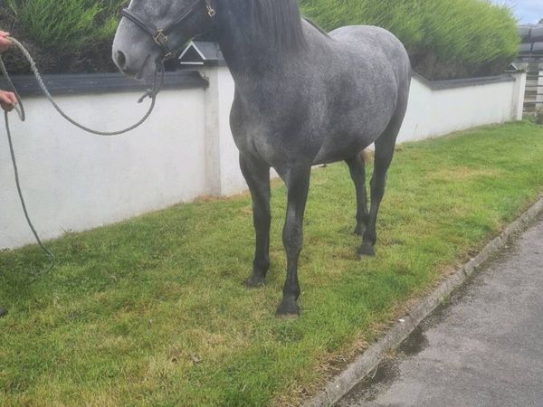 3 Yr old Gelding - Main image