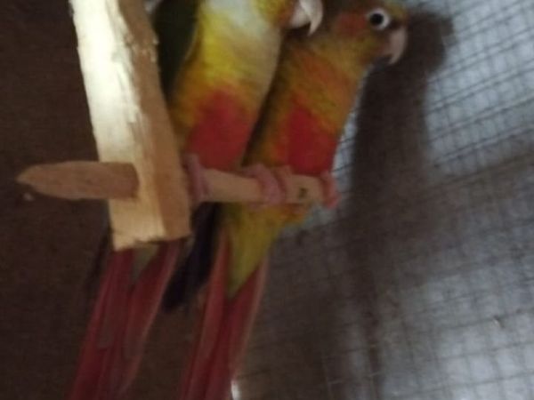 Two Bonded Conures for €150 or all Four for €250 - Main image
