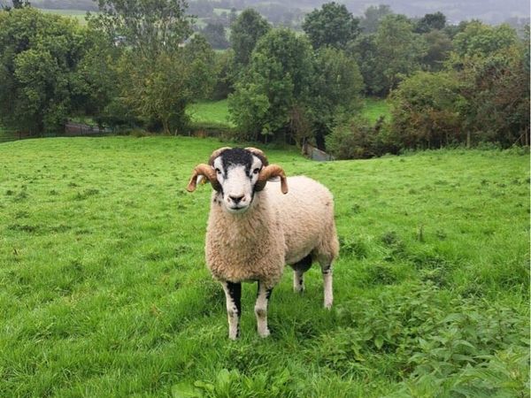 Fully Organic Purebred Swaledale Hogget Rams - Main image