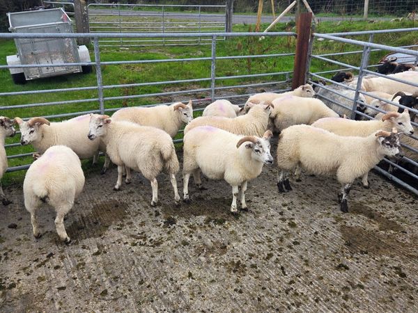 Lambs and ewes - Main image