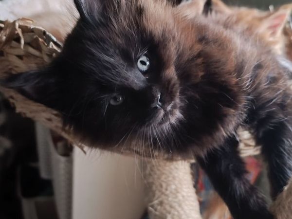 Maine coon kittens - Main image