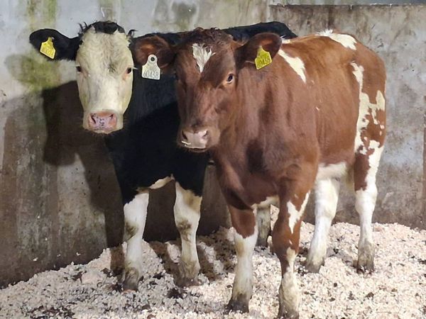 no-image