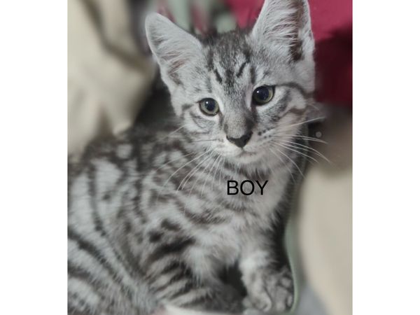 Half Maine coon kittens - Main image