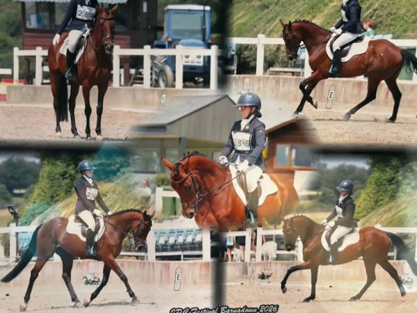 Beautiful Bay Gelding All-Rounder - Main image