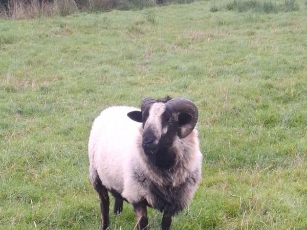 Rare breedSheep(Torddu Badger,Black Welsh,Shetland - Main image