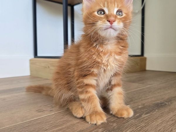 Maine Coon kittens - Main image