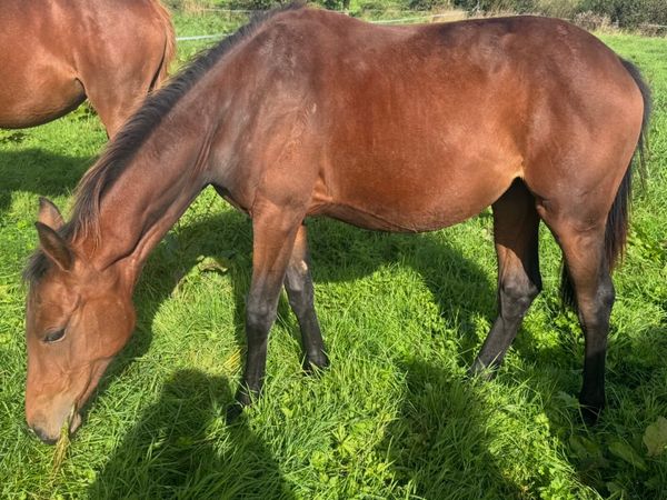 Yearling Quidam de revel lines - Main image