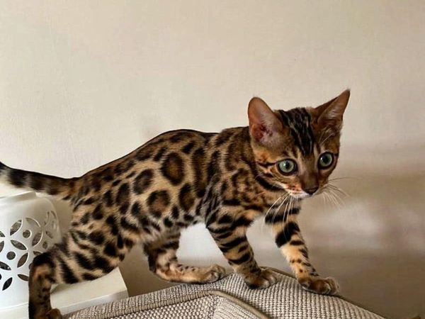 Amazing Purebred Bengal kittens for sale - Main image