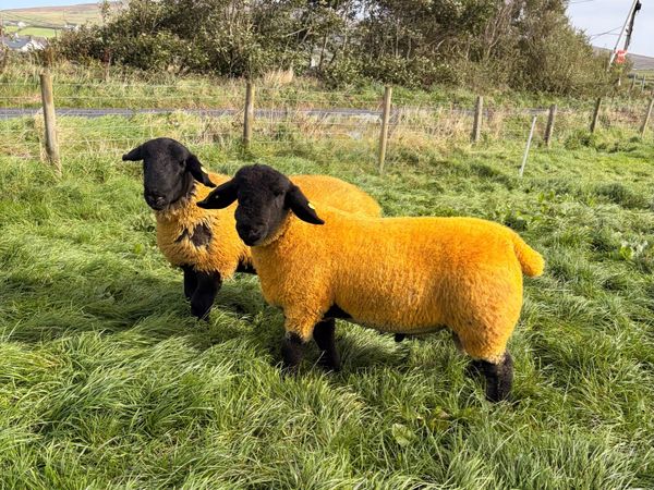Pedigree Suffolk Ram Lambs - Main image