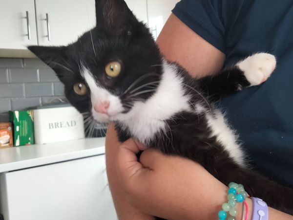LAST Maine coon cross kitten (male) - Main image