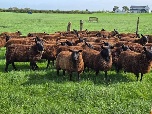 Ewe Lambs - Main image
