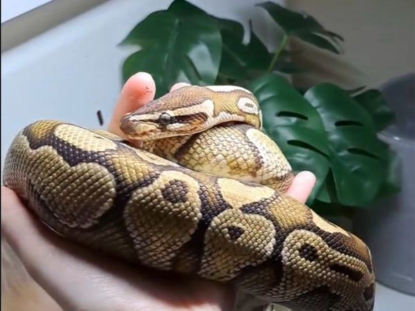 ball python with set up - Main image