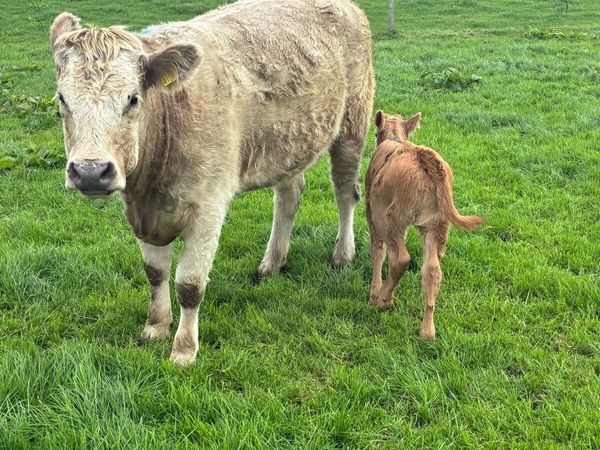 First calved Heiffers - Main image