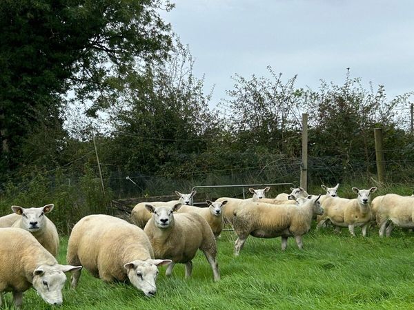 Top quality Texel hoggets - Main image