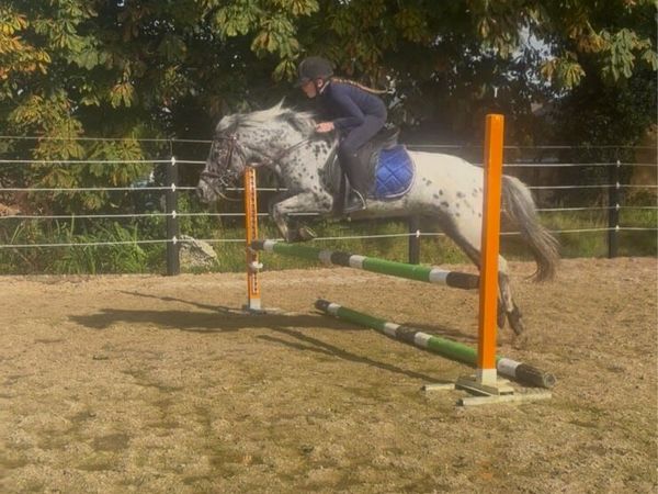 Pony - Main image