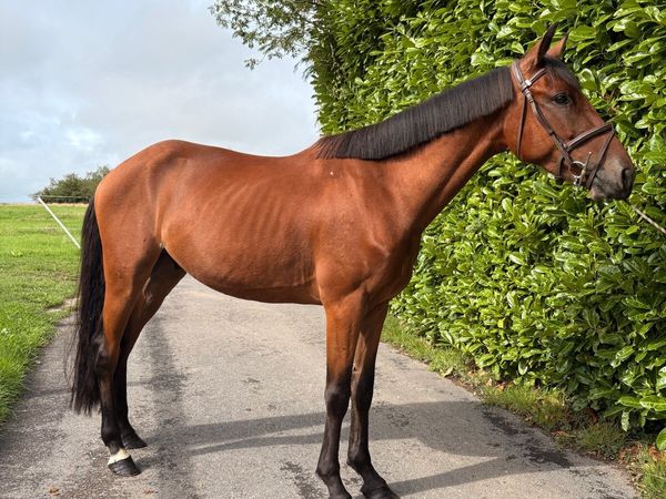 Rising 4yo pony !! - Main image