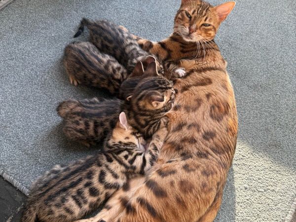 Mix Bengal kittens - Main image